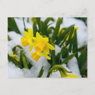 Come On Spring Time Postcard
