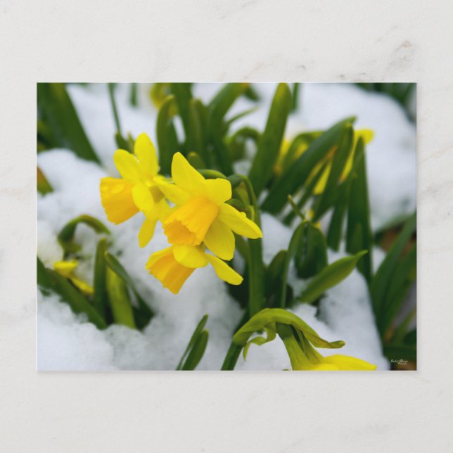 Come On Spring Time Postcard (Front)