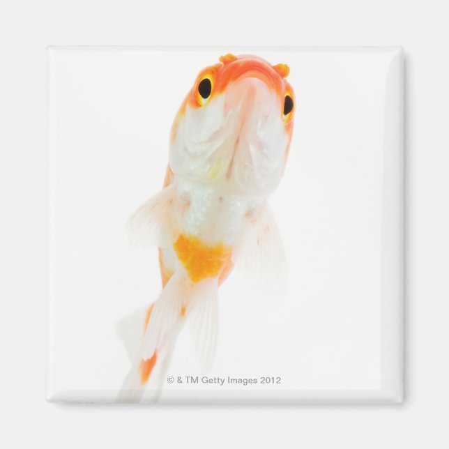 Comet / Comet-tailed goldfish Magnet (Front)