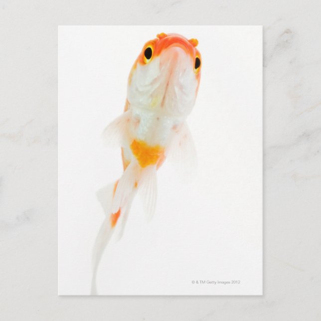 Comet / Comet-tailed goldfish Postcard (Front)