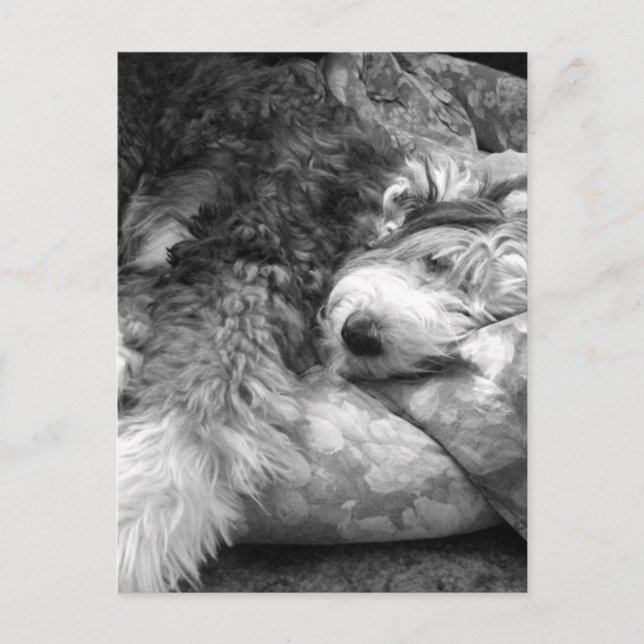 Comfortable Snooze Old English Sheepdog Postcard (Front)