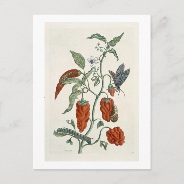 Comfrey, from 'A Curious Herbal', 1782 (colour eng Postcard (Front)