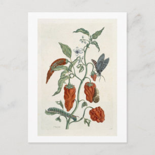 Comfrey, from 'A Curious Herbal', 1782 (colour eng Postcard