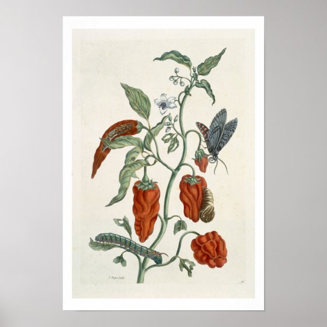 Comfrey, from 'A Curious Herbal', 1782 (colour eng Poster (Front)