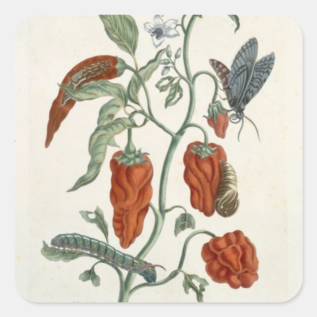 Comfrey, from 'A Curious Herbal', 1782 (colour eng Square Sticker (Front)