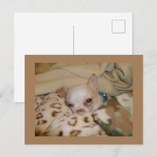 Comfy Chihuahua Postcard