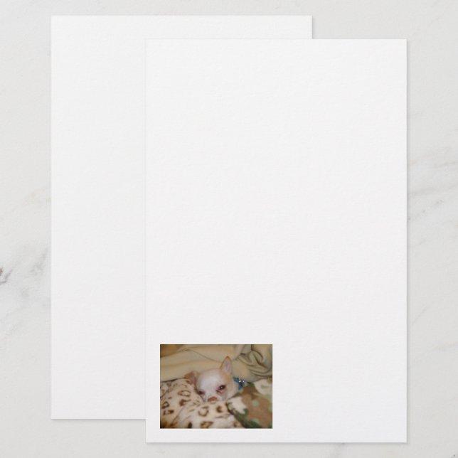 Comfy Chihuahua Stationery (Front/Back)