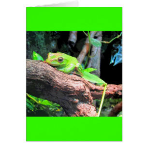 Comic Book Tree Frog
