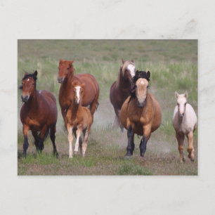 Coming At You Postcard