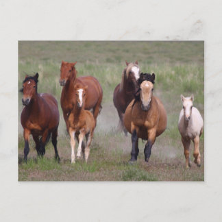 Coming At You Postcard