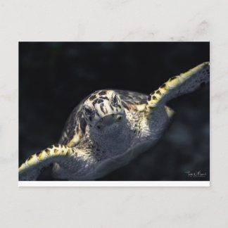 "Coming At You" Postcard