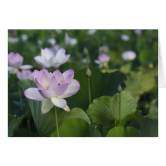 Coming in for a Landing