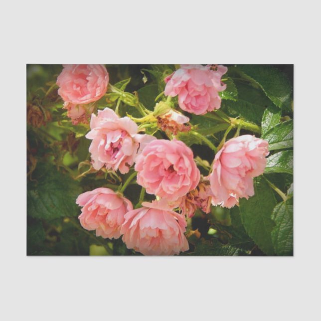 Coming up Roses Gift Tissue Paper (Front)