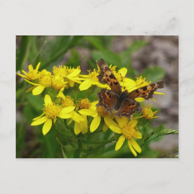 Comma Butterfly in Glacier National Park Postcard (Front)