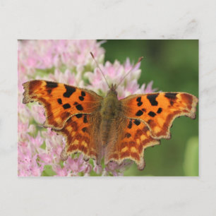 Comma Butterfly Postcard