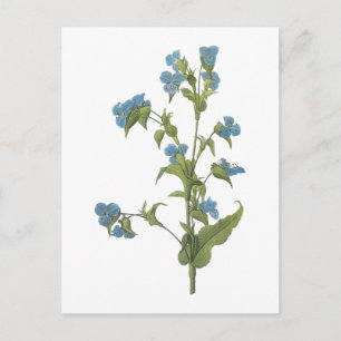 commelina(Commelina tuberosa) by Redouté Postcard