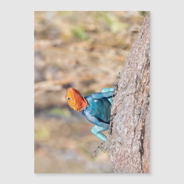 Common Agama (Front)