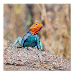 Common Agama Poster