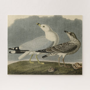 Common American Gull - Audubon's Birds of America Jigsaw Puzzle