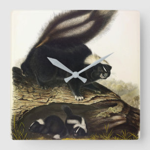 Common American Skunk or Striped Skunk, by Audubon Square Wall Clock