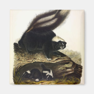Common American Skunk, Striped Skunk, by Audubon F Magnet
