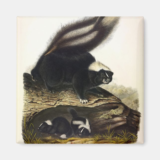 Common American Skunk, Striped Skunk, by Audubon F Magnet (Front)