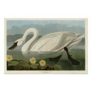 Common American Swan - Audubon's Birds of America Photo Print
