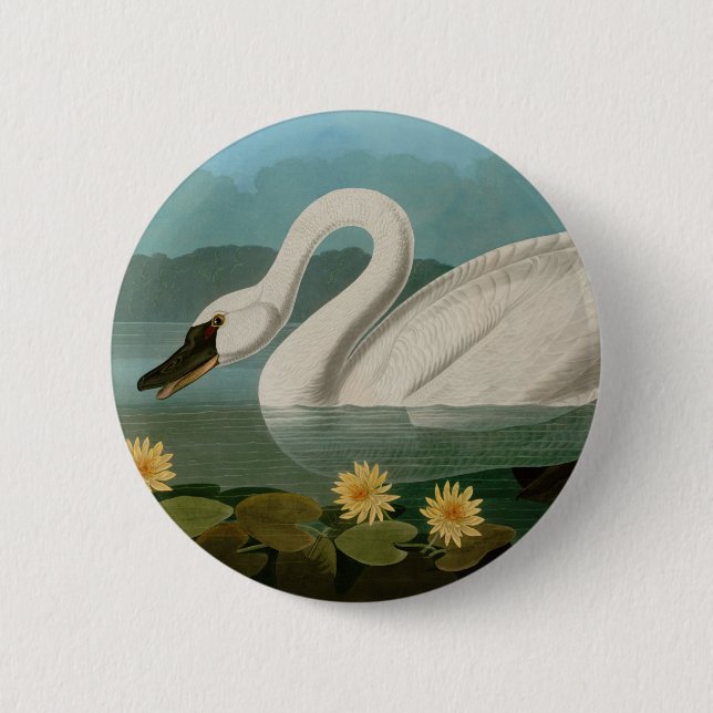 Common American Swan Birds of America Audubon 6 Cm Round Badge (Front)