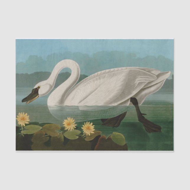 Common American Swan Birds of America Audubon Tissue Paper (Front)