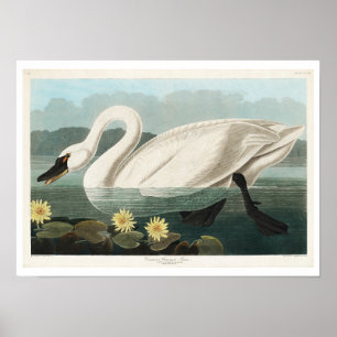 Common American Swan by Audubon Poster
