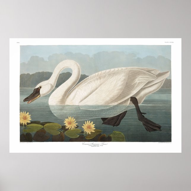 Common American Swan, Plate 411 - Audubon Poster (Front)