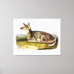 Common American (White-tailed) Deer, fawn, Audubon Canvas Print