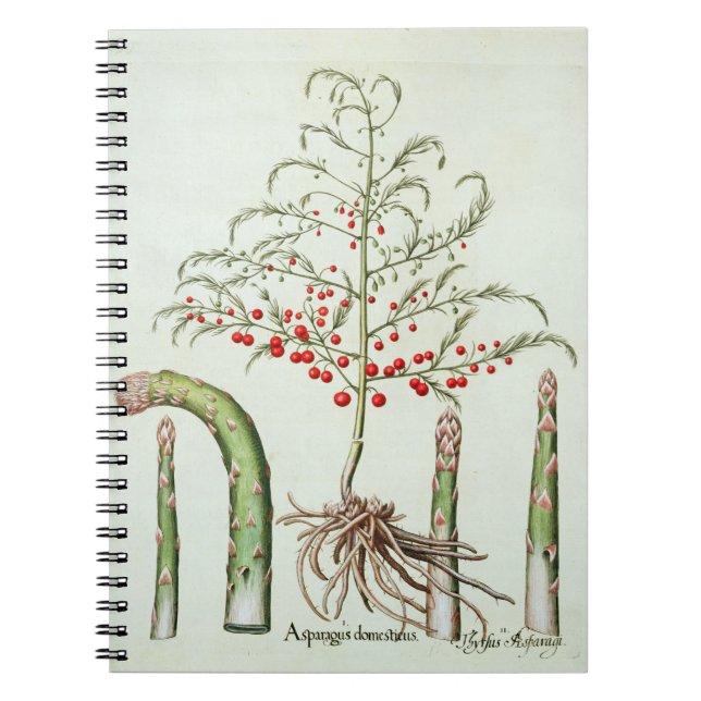 Common asparagus in flower and fruit, from the 'Ho Spiral Notebook (Front)