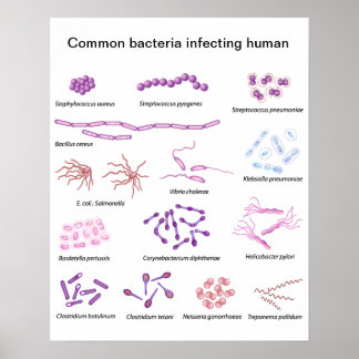 Common Bacteria Poster