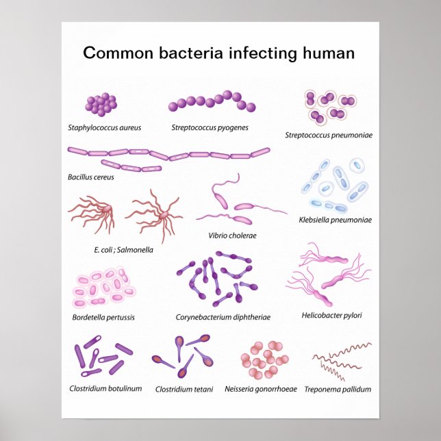 Common Bacteria Poster (Front)