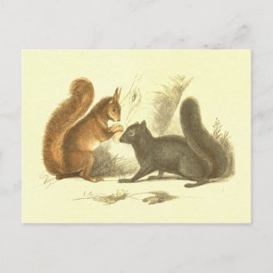 Common & Black Squirrel Vintage Lithograph Postcard