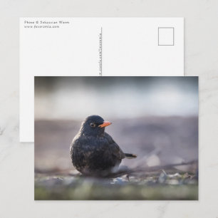 Common blackbird nature photo postcard