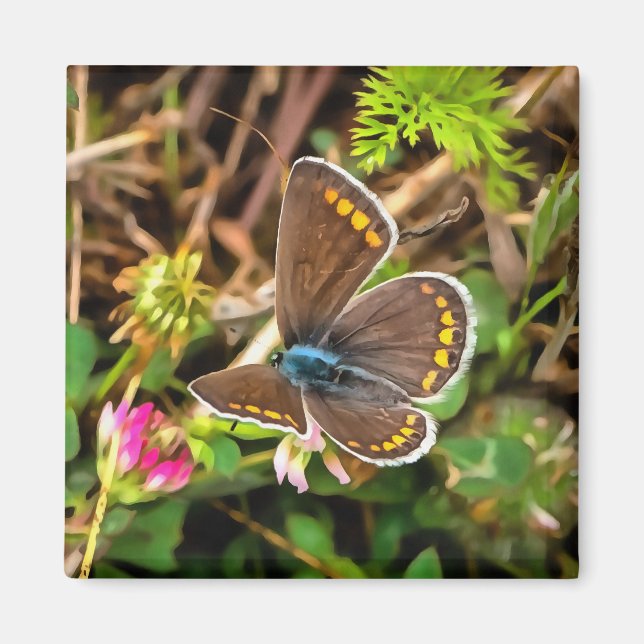 Common Blue Butterfly Magnet (Front)