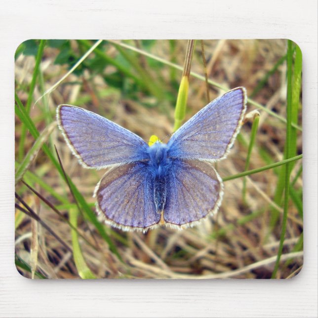 Common Blue Butterfly Mouse Mat (Front)