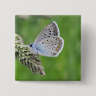 Common Blue Butterfly on Grass 15 Cm Square Badge