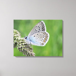 Common Blue Butterfly on Grass Canvas Print