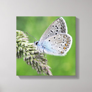 Common Blue Butterfly on Grass Canvas Print
