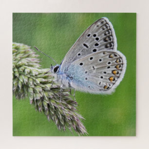 Common Blue Butterfly on Grass Jigsaw Puzzle