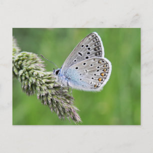 Common Blue Butterfly on Grass Postcard