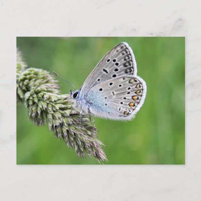 Common Blue Butterfly on Grass Postcard (Front)
