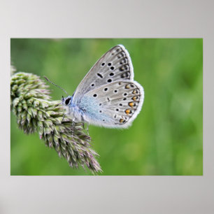 Common Blue Butterfly on Grass Poster