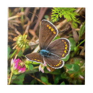 Common Blue Butterfly Polyommatus Icarus Painting Tile