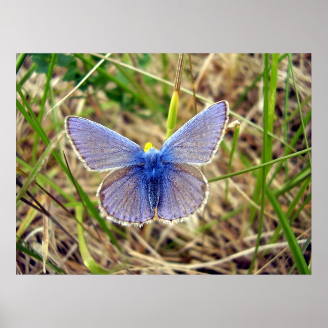 Common Blue Butterfly Poster (Front)