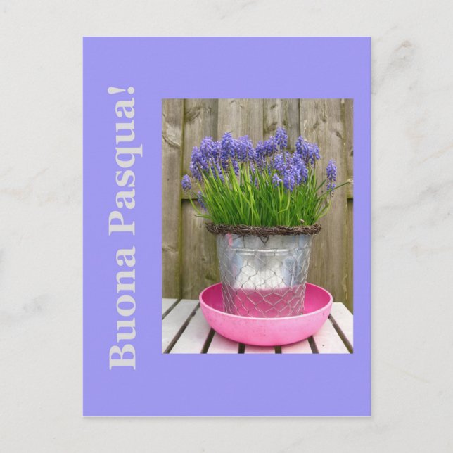 Common blue hyacints easter greeting - italian holiday postcard (Front)