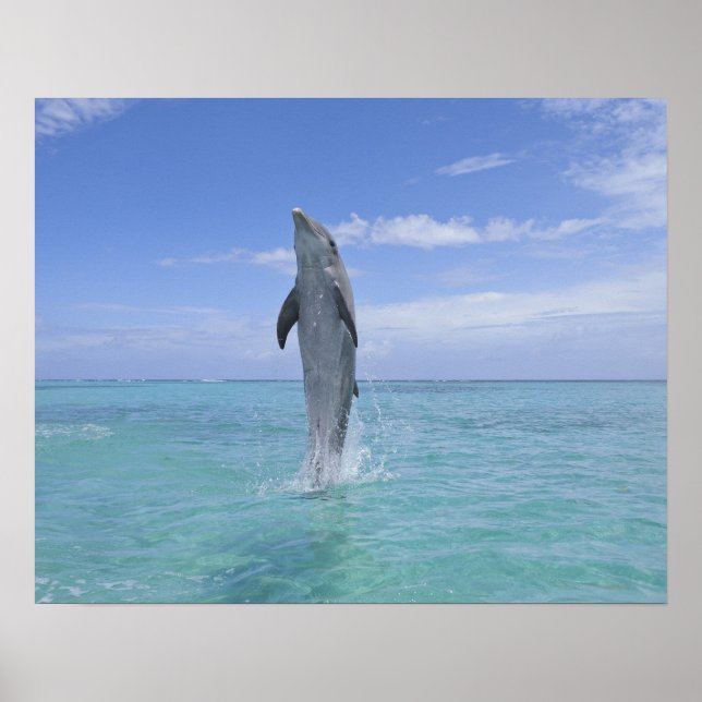 Common Bottlenose Dolphin Swimming Backwards on Poster (Front)